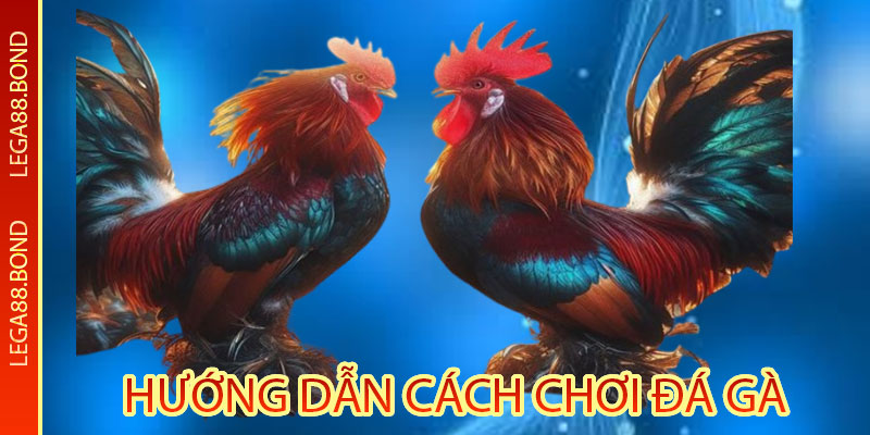 Hướng Dẫn Cách Chơi Đá Gà Trên Trang Chủ Legabet